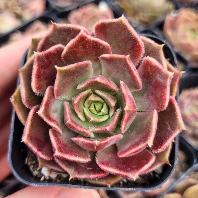 Echeveria 'Brown Rose' Questions & Answers