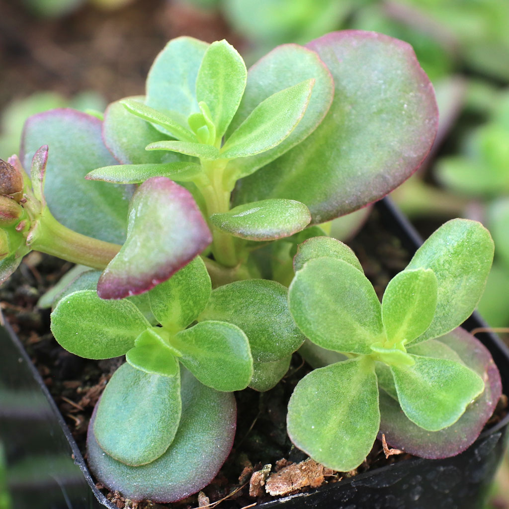 Portulaca Pazzaz Nano™ 'Orange' Questions & Answers