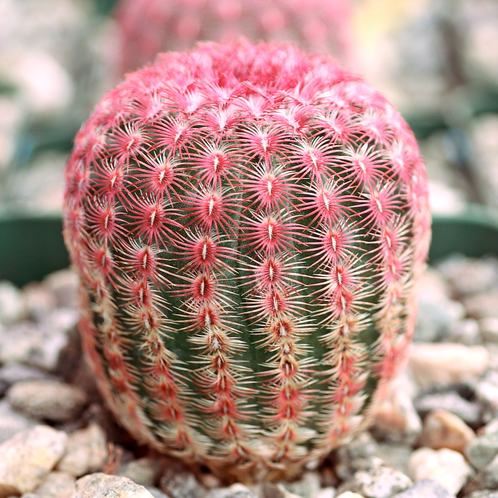 Cactus size - Echinocereus rigidissimus ssp. rubispinus - Rainbow Hedgehog Cactus