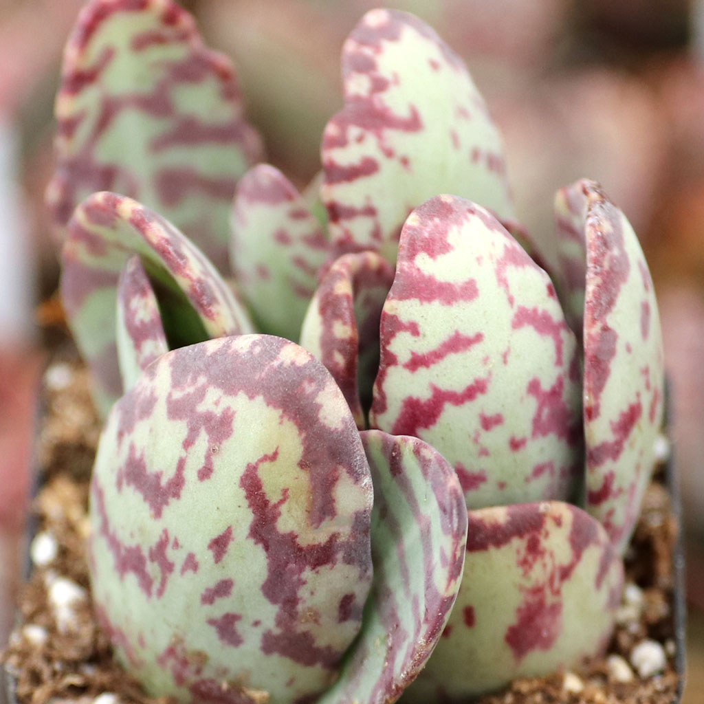 how big is the kalanchoe humilus