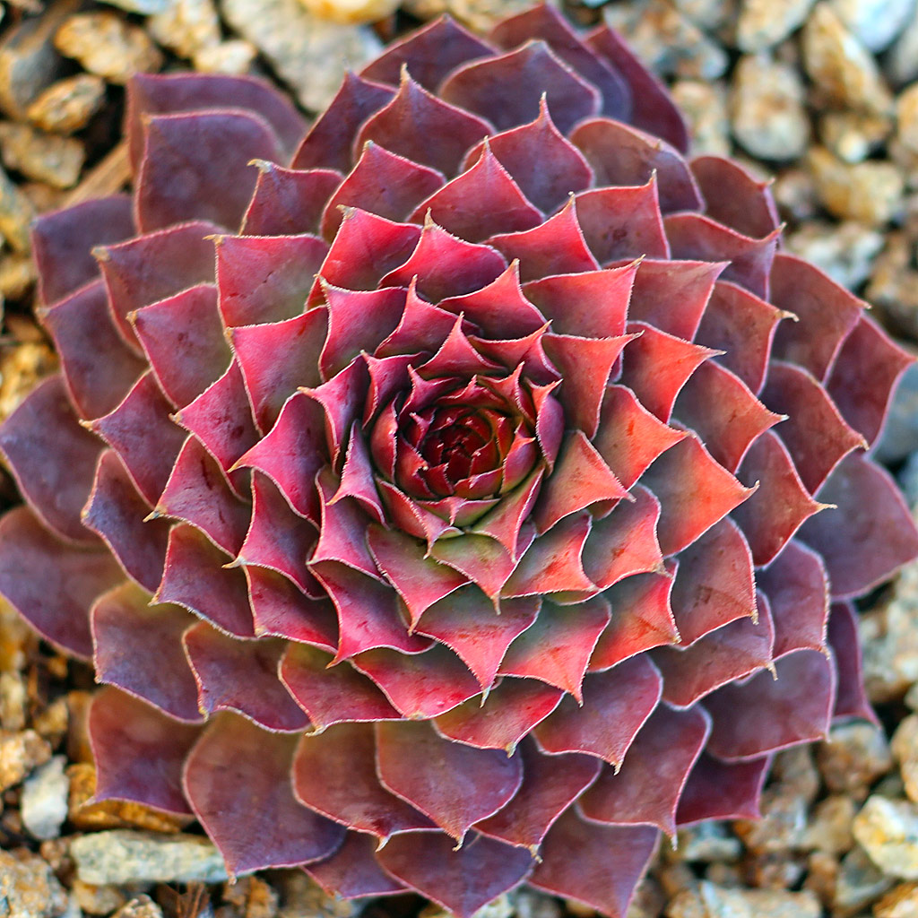 Can sempervivum Gold Nugget overwinter indoors on a windowsill then planted outside in the spring?