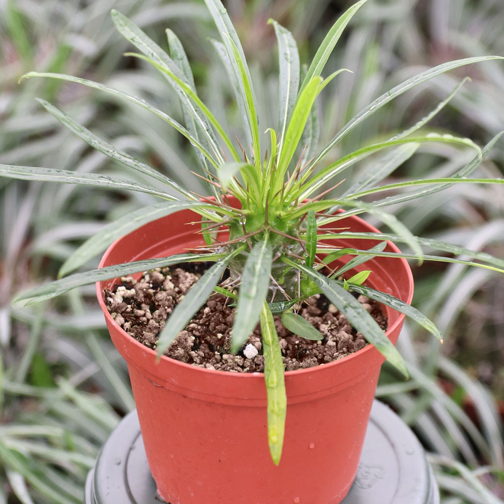 Pachypodium geayi [large] [limited] Questions & Answers