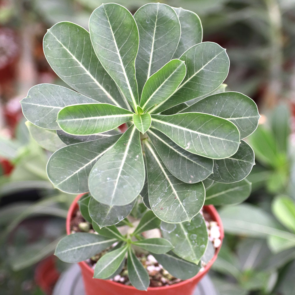 Adenium obesum - White Desert Rose [large] [limited] Questions & Answers