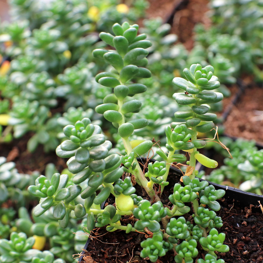 AMAZING Site! TNX! Sedum indoor in pot leaves shriveling. Why?!