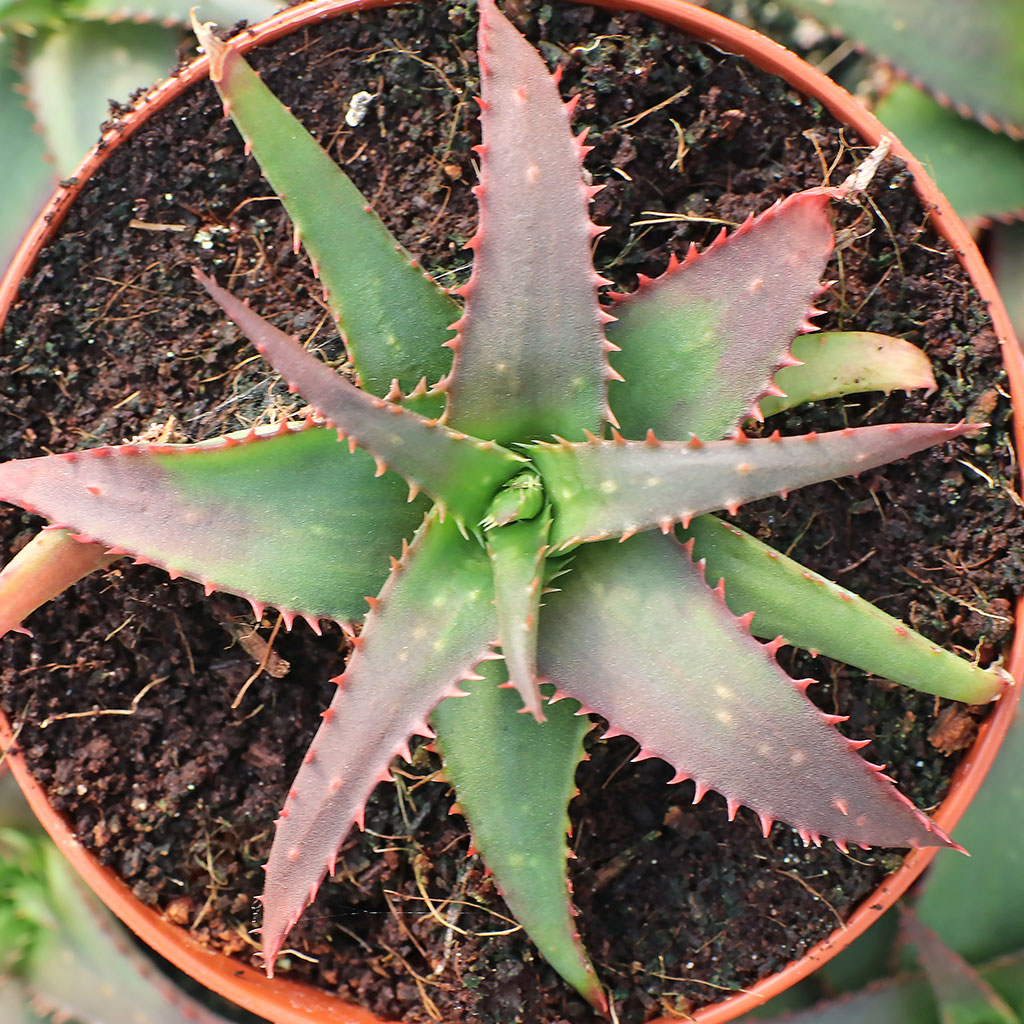 Aloe 'Sparkling Burgundy' [large] Questions & Answers