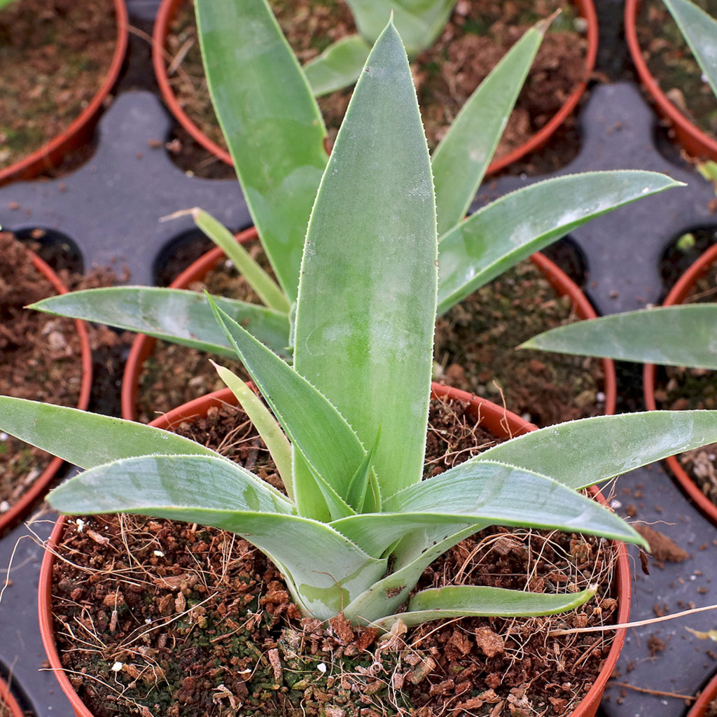 Is this the same as a blue agave?