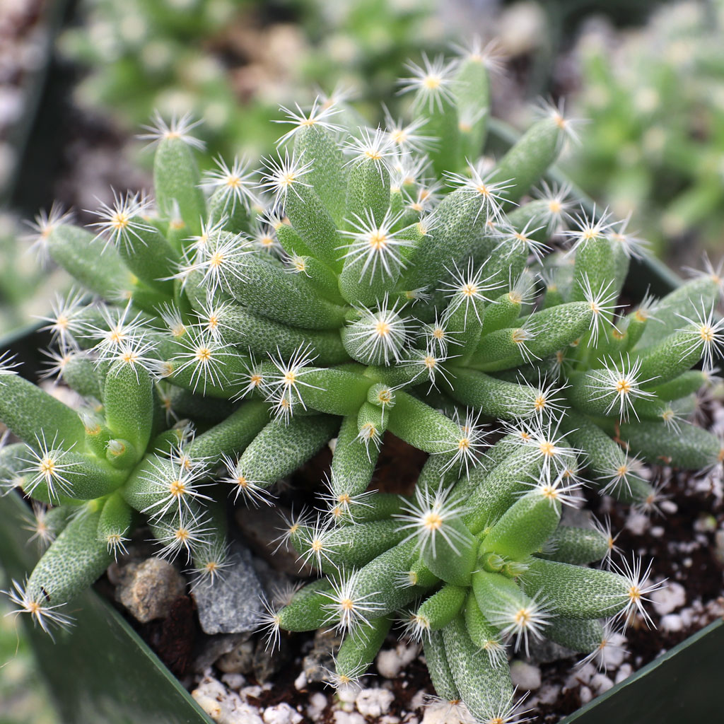 Is Trichodiadema bulbosum - African Bonsai [caudex] [large] considered a succulent? What medium should I plant it i