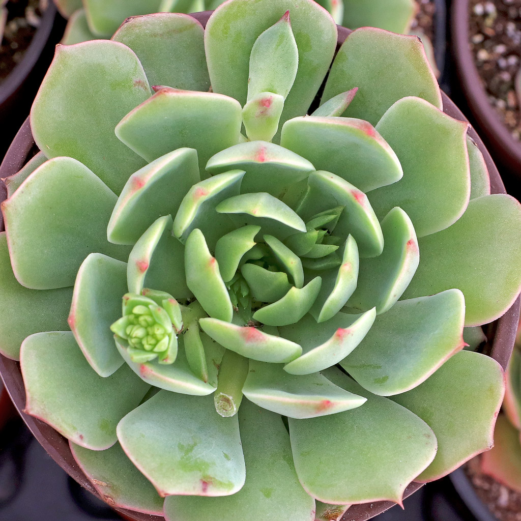 Container size to use for Echeveria