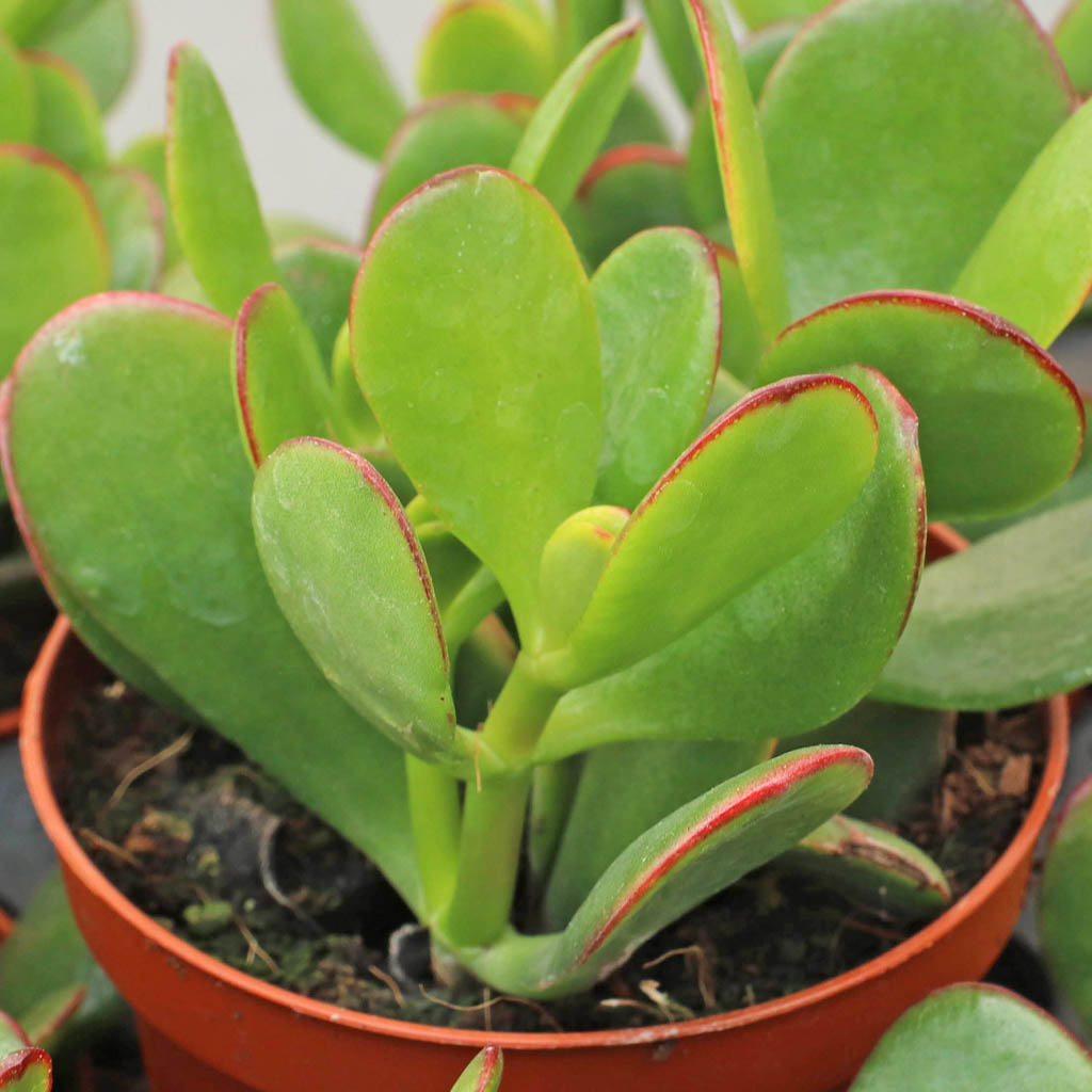 Crassula ovata 'Hummel's Sunset' - Golden Jade [large] Questions & Answers