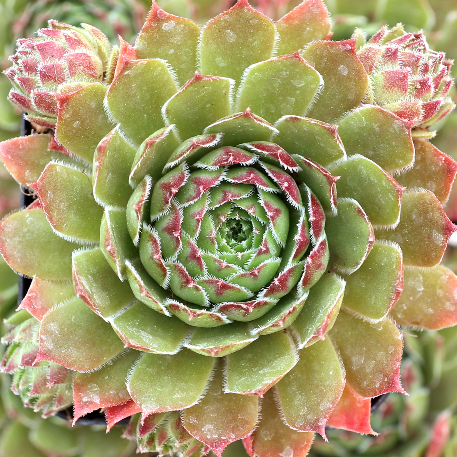 Sempervivum 'Oracle' [exclusive] Questions & Answers