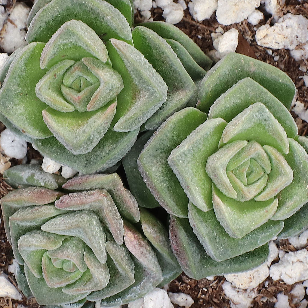 crassula Dorothy what size pot