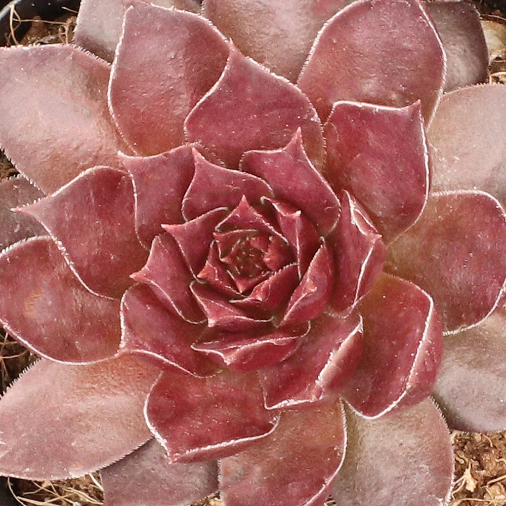 Sempervivum 'Pacific Devil's Food' Questions & Answers