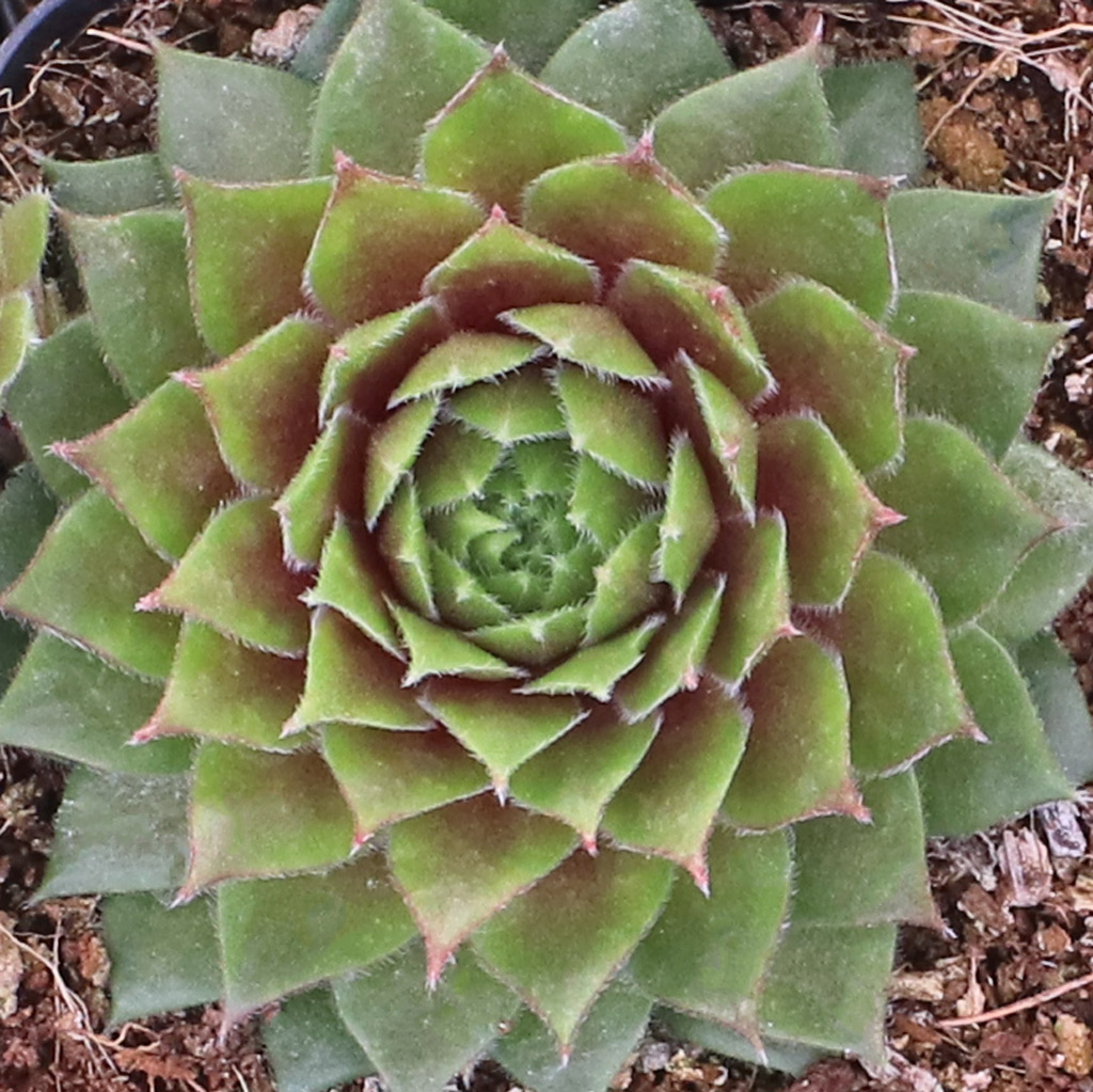 I'm looking for a blue sempervivum