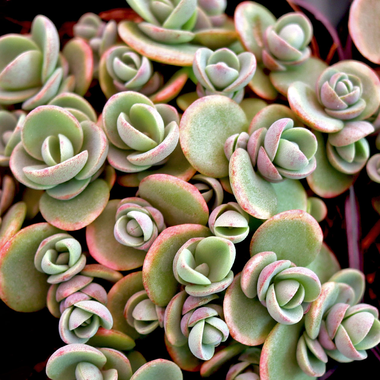 Sedum Sunsparkler® 'Lime Zinger' Questions & Answers