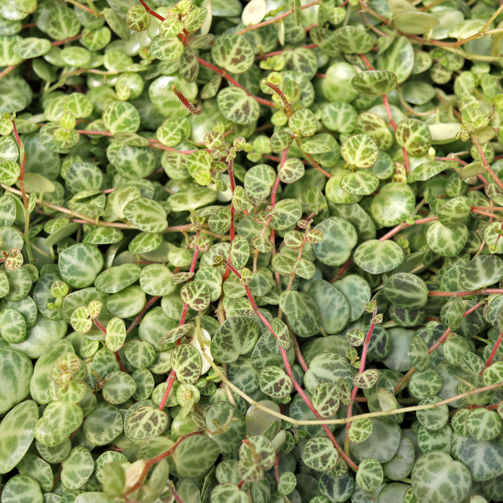 My string of turtles leaves are lime green with minimal pattern instead of darker green with the "turtle" pattern.