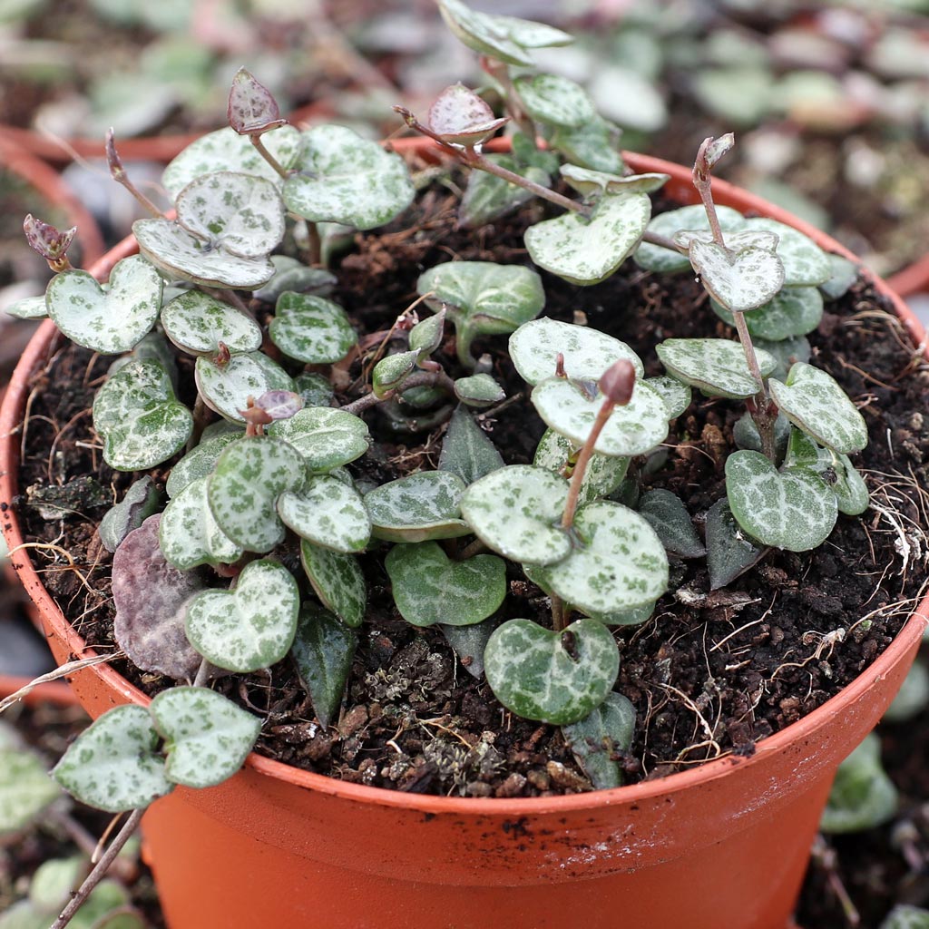 Can Rosary plant (Trail of Hearts) be planted in a moss hanging planter?