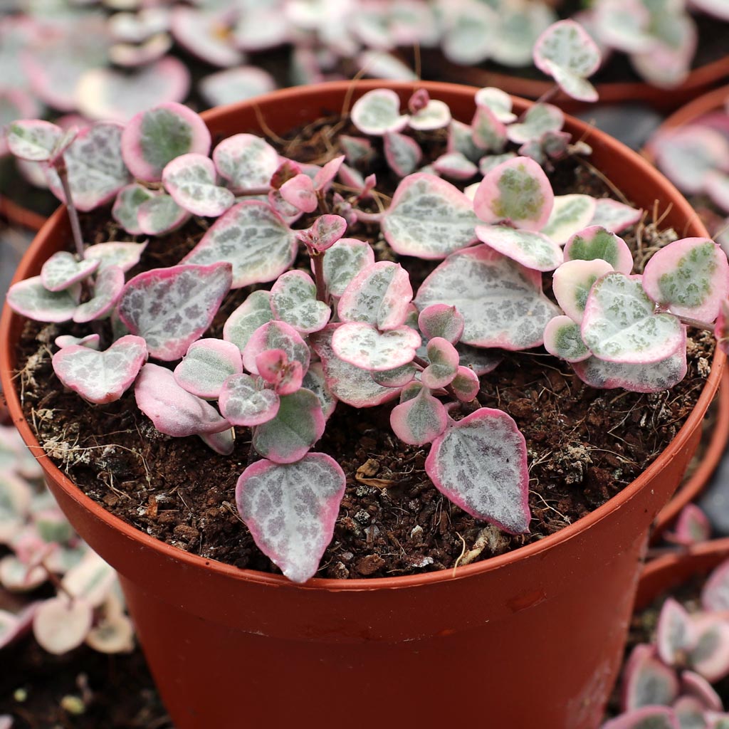 Just received Variegated String of Hearts with a separated 7" vine. How can I revive this... glass oh H2o, soil...