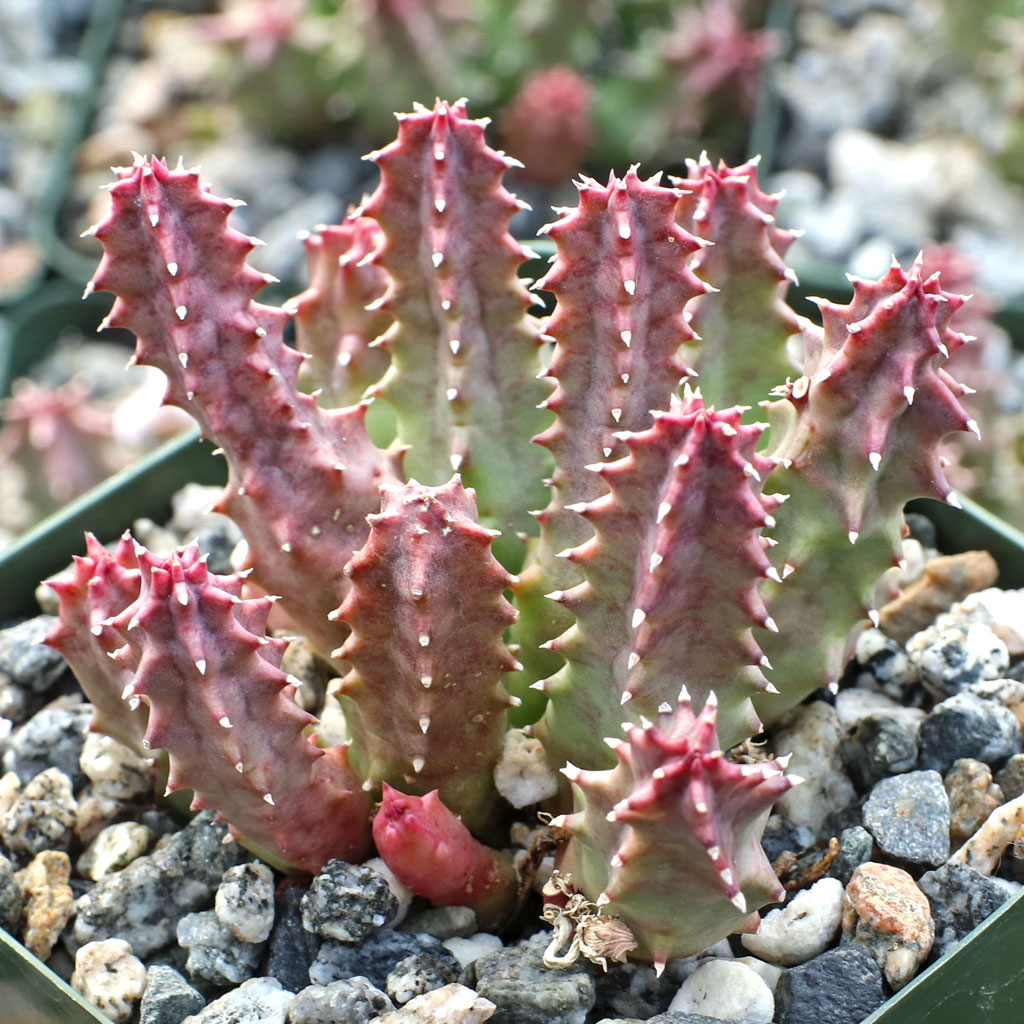 Huernia thuretii [large] Questions & Answers