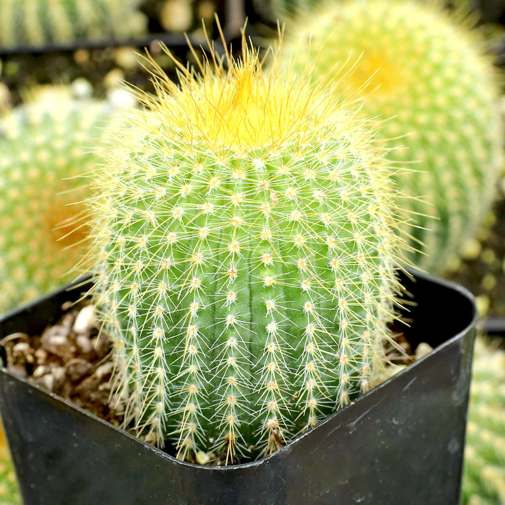 Parodia leninghausii - Golden Ball Cactus [large] Questions & Answers