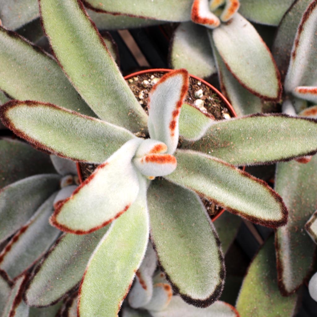 Kalanchoe tomentosa 'Black Tie' [large] Questions & Answers