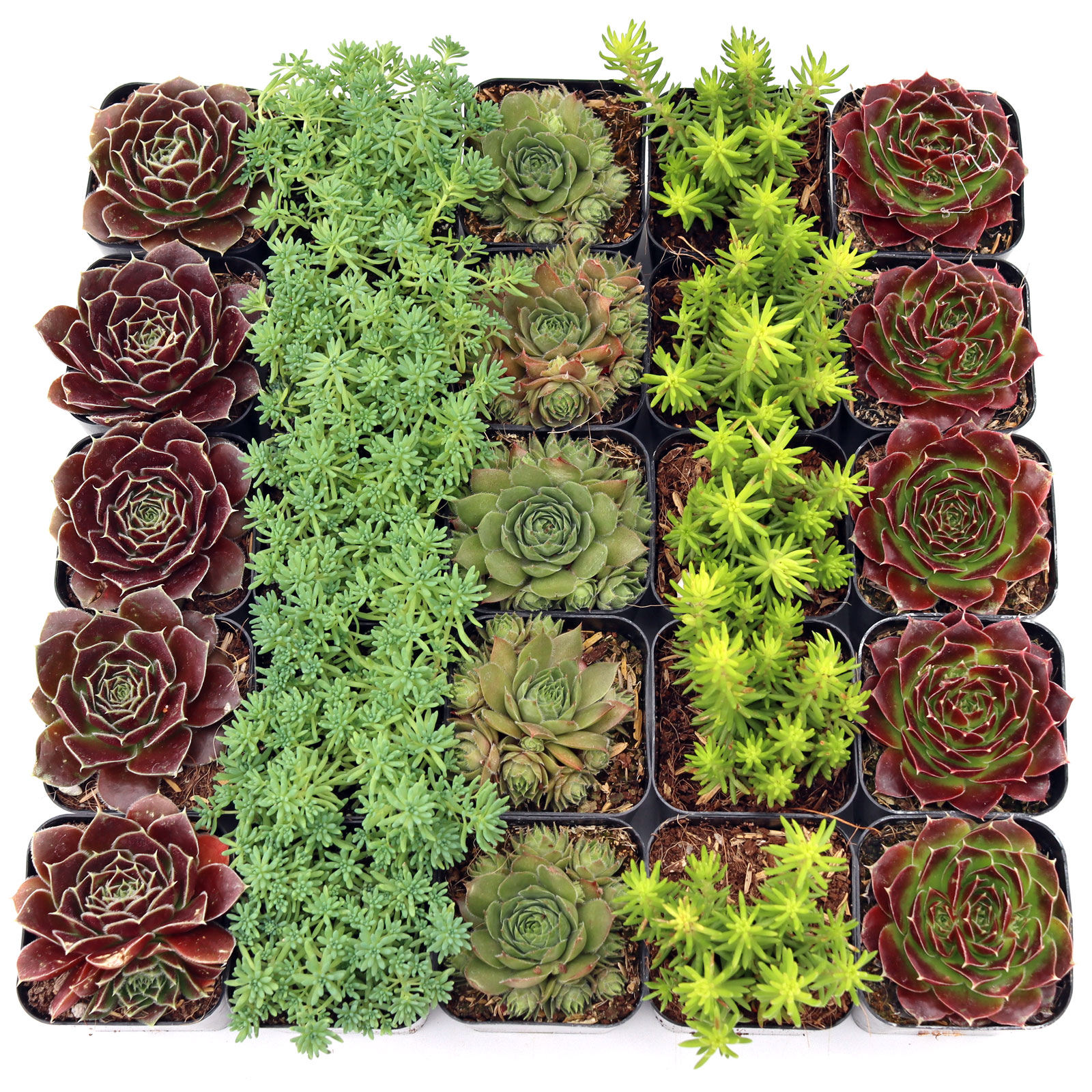 Hardy Outdoor Succulents Bulk 25-Pack (5 Varieties, 2" Pots) Questions & Answers