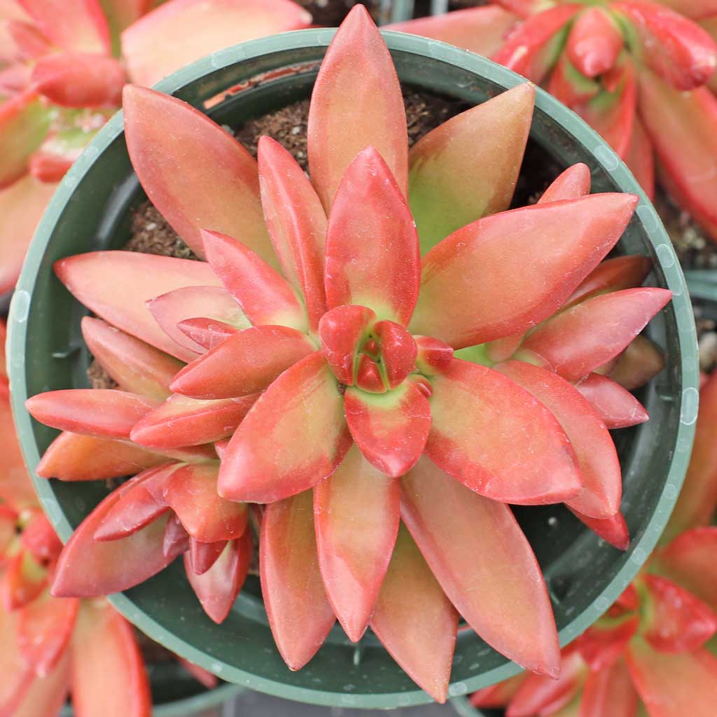 is the sedum adolfi, and graptoveria, and graptosedum deer resistant?