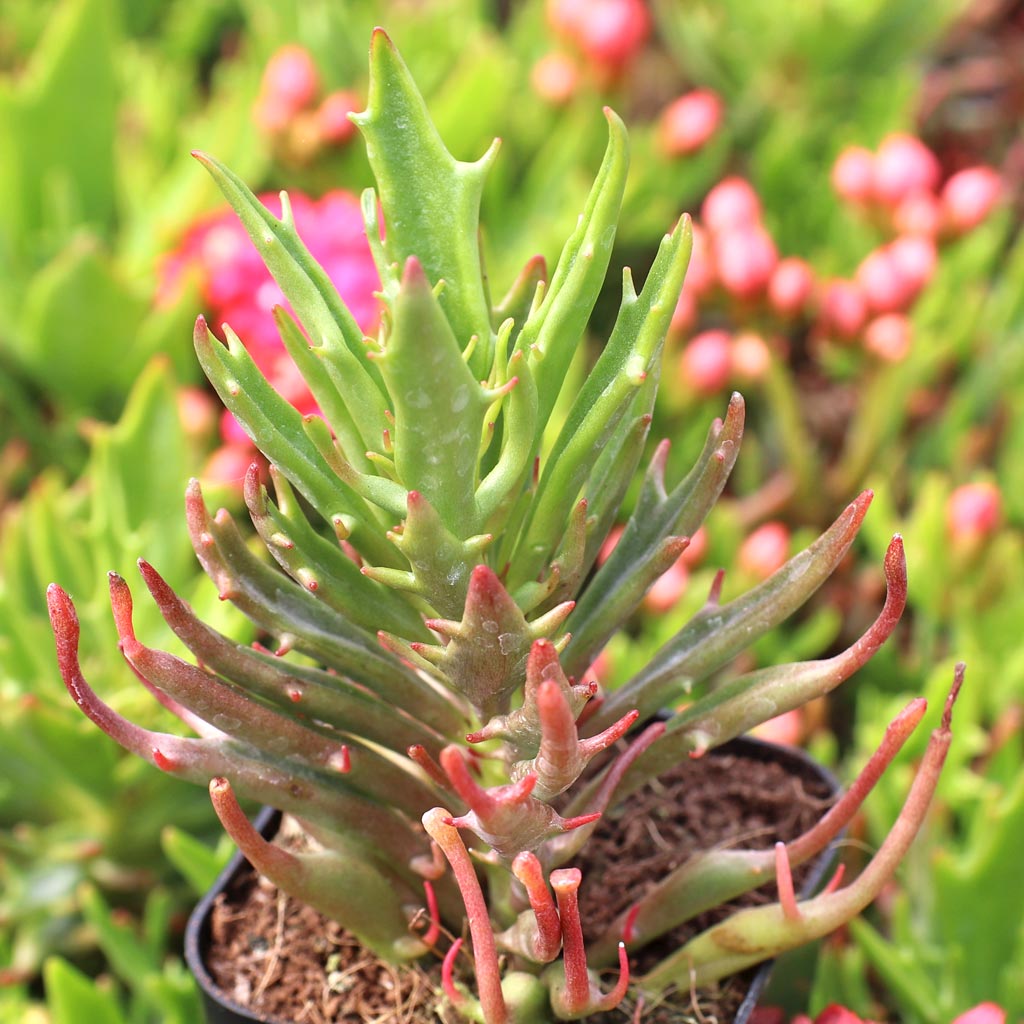 Kalanchoe 'Tarantula' Questions & Answers