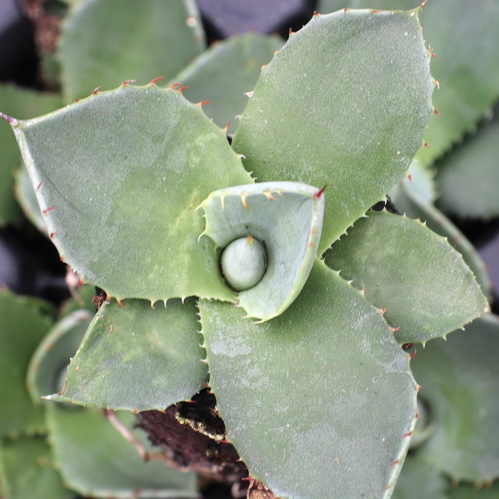 Agave parryi var. truncata [plug] Questions & Answers