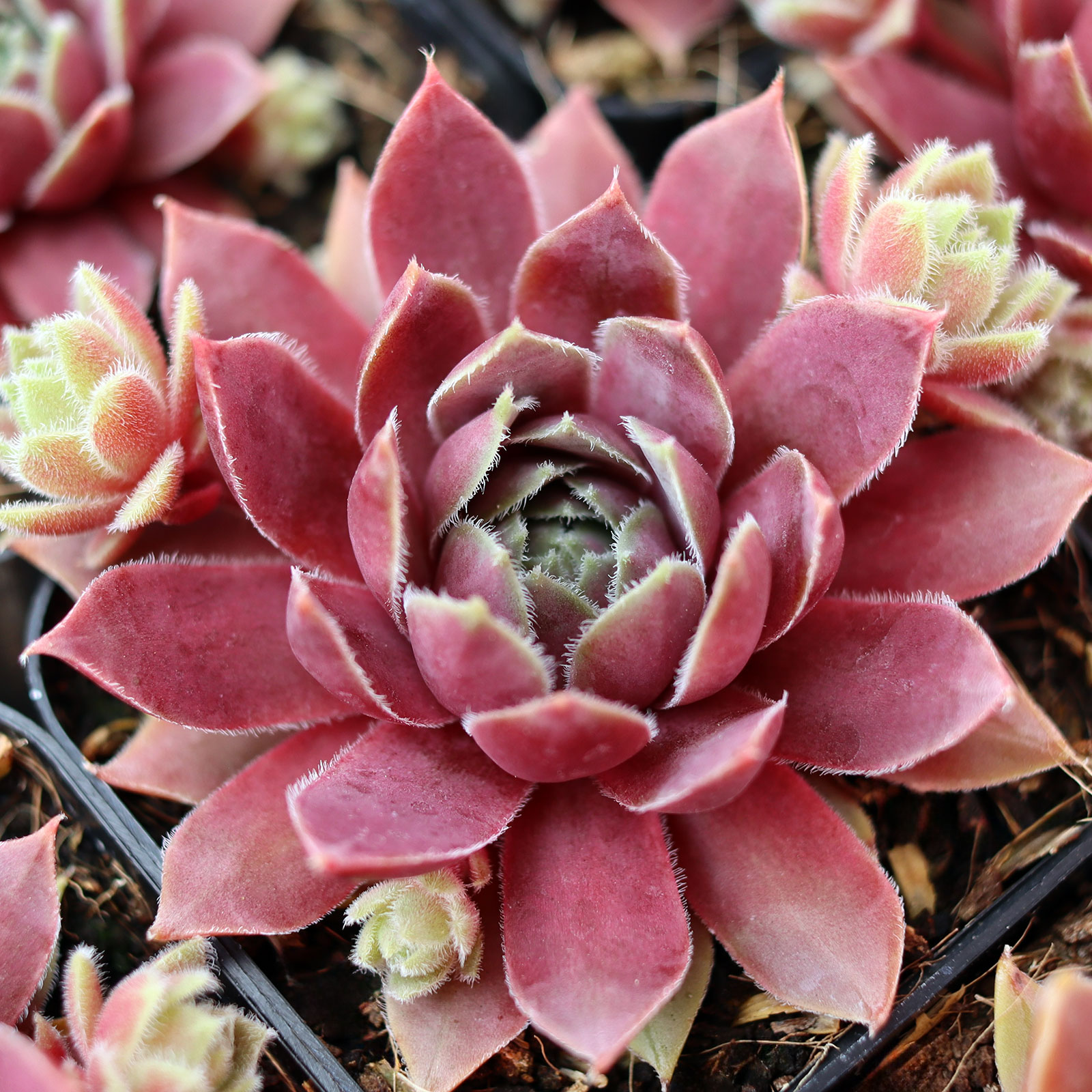 Sempervivum 'Trazo' [exclusive] Questions & Answers