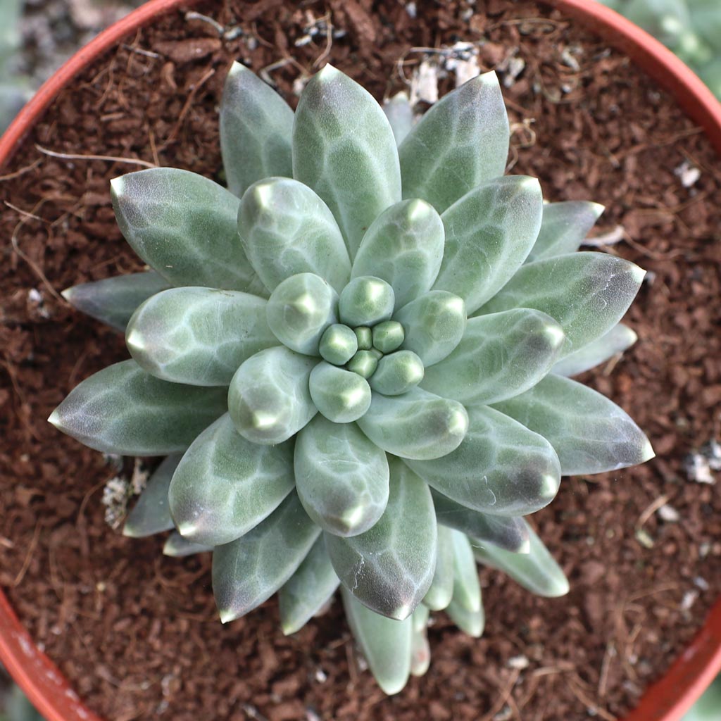 Pachyphytum compactum - Little Jewel [large] Questions & Answers