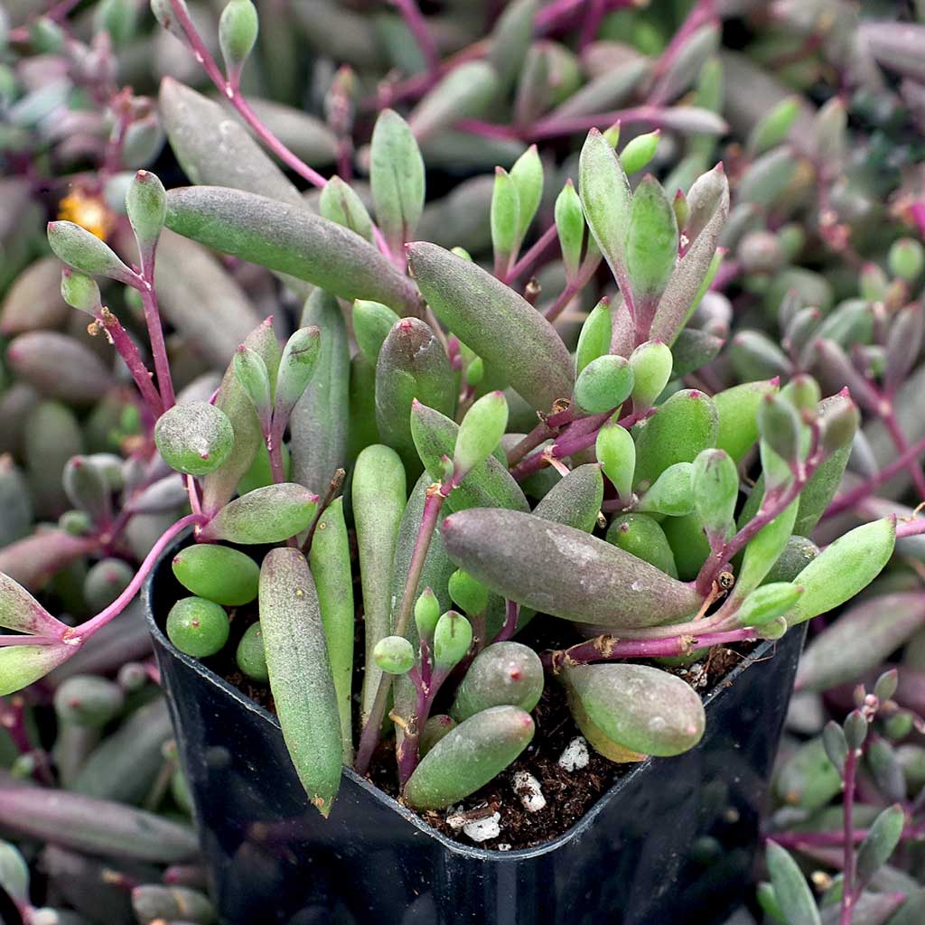 Othonna capensis 'Ruby Necklace' Questions & Answers