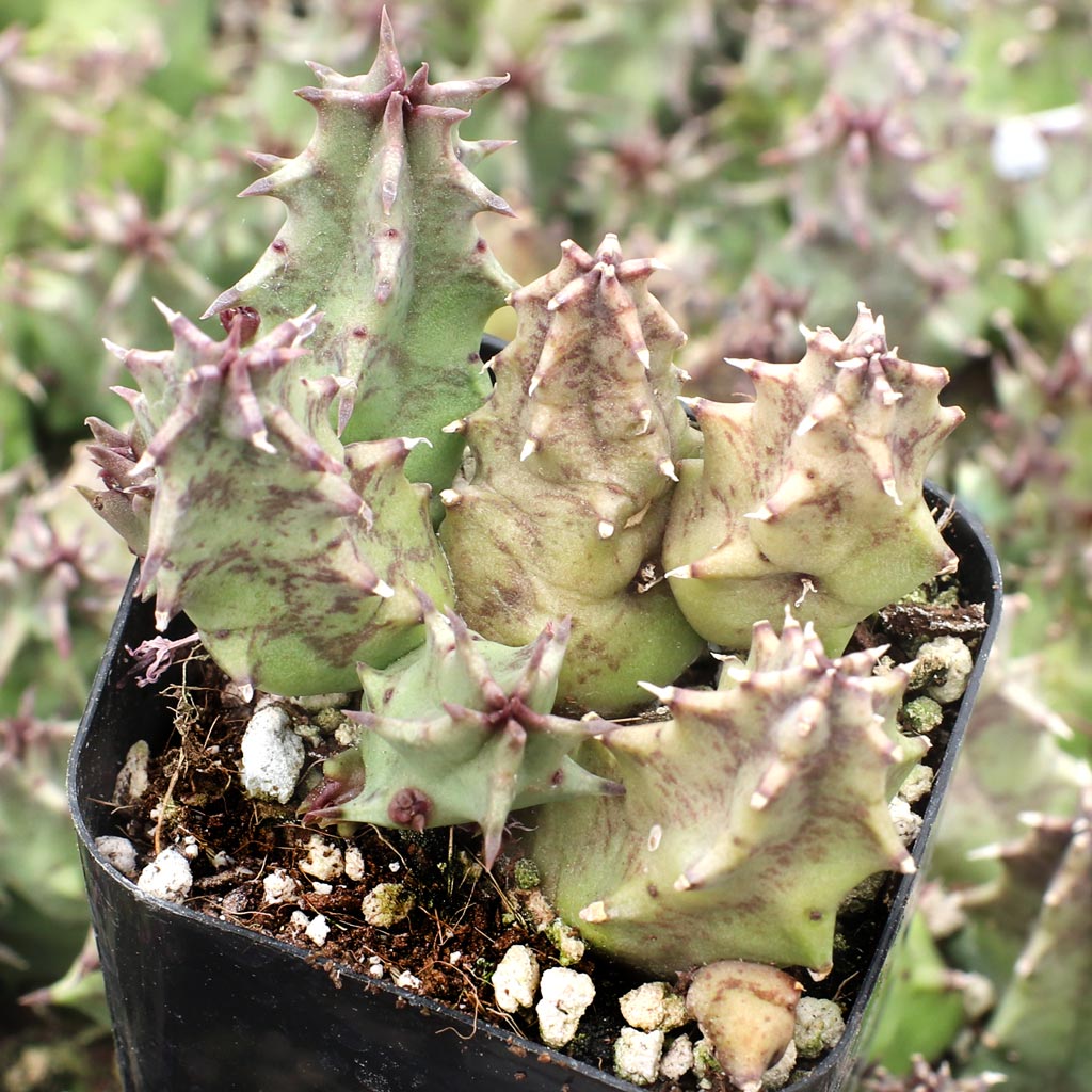 Huernia thuretii var. primulina Questions & Answers