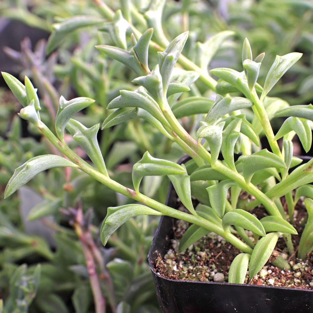 HOW TO PROPAGATE FLYING DOLPHINS