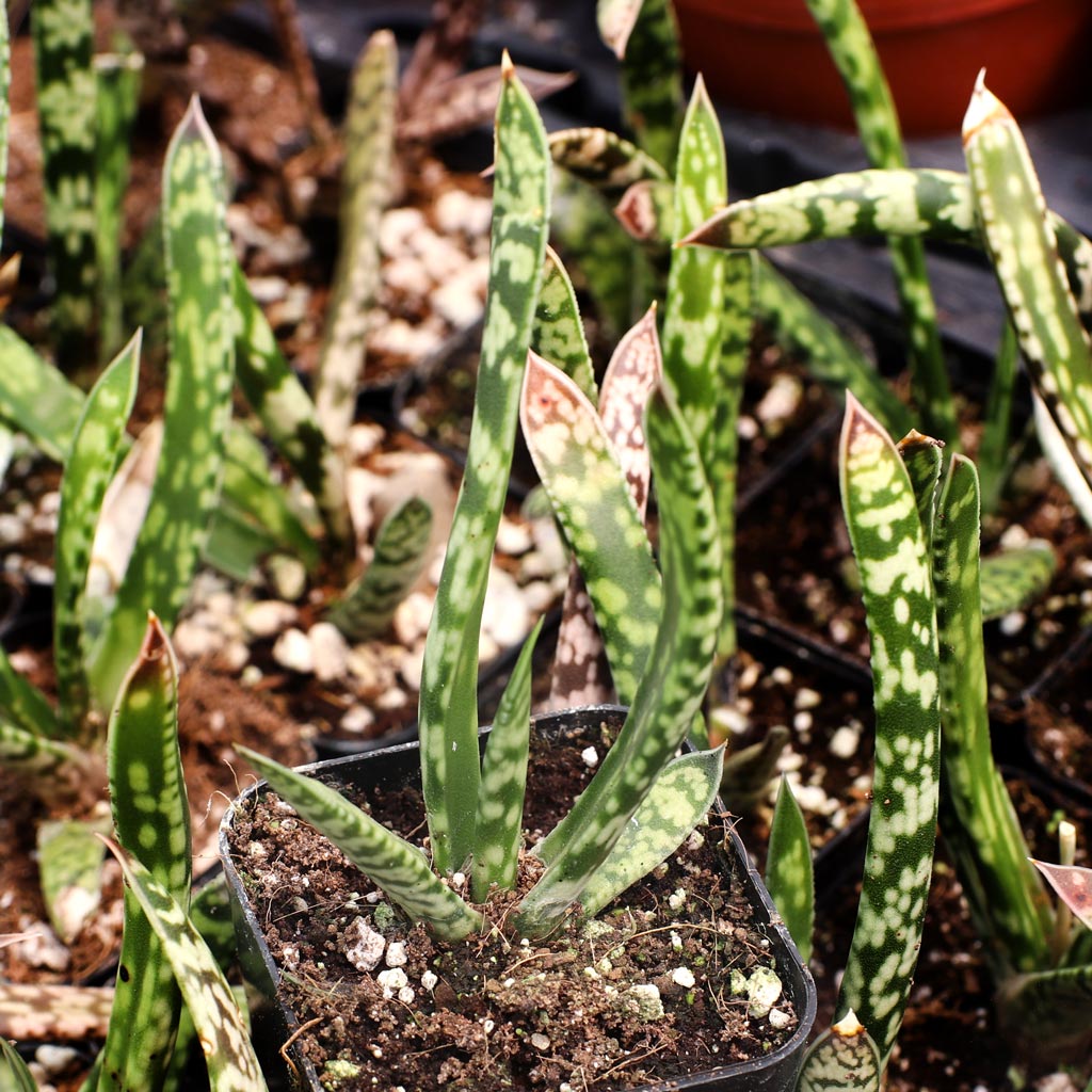 Gasteria bicolor f. caespitosa Questions & Answers