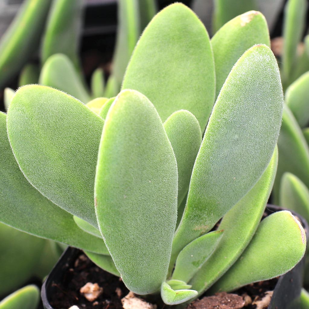 Crassula cephalophora Questions & Answers