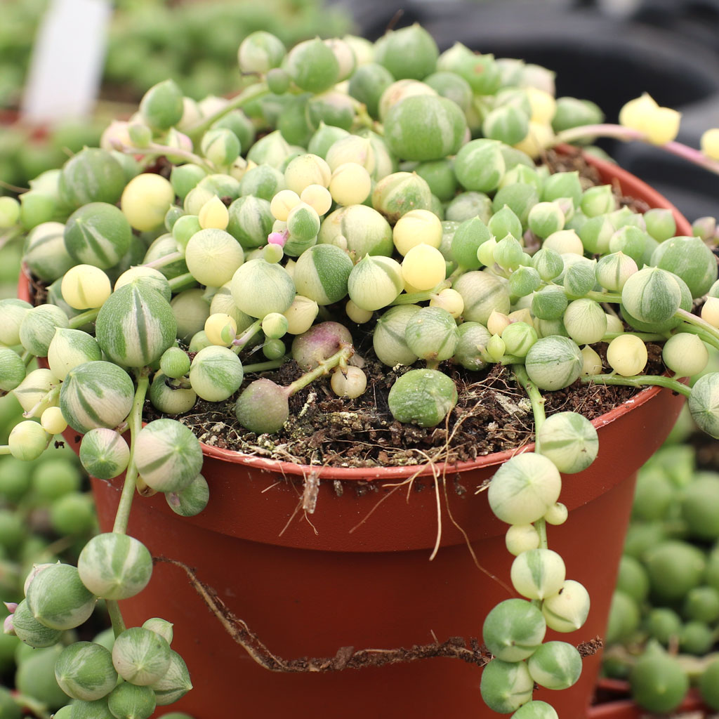 Senecio rowleyanus f. variegatus - Variegated String of Pearls [large] [limited] Questions & Answers