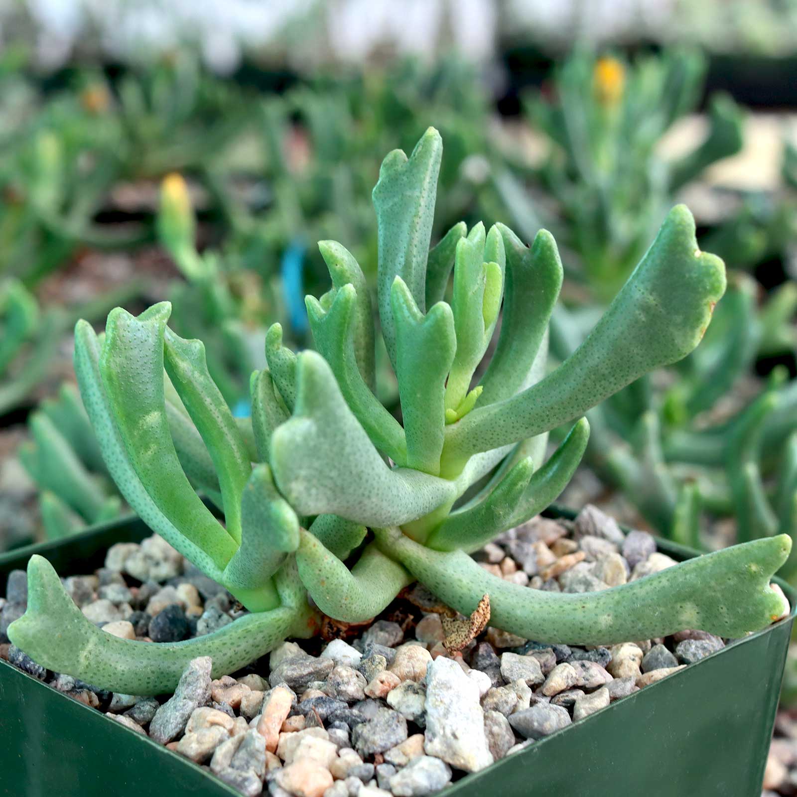 Rhombophyllum dolabriforme - Elkhorn Plant [large] Questions & Answers