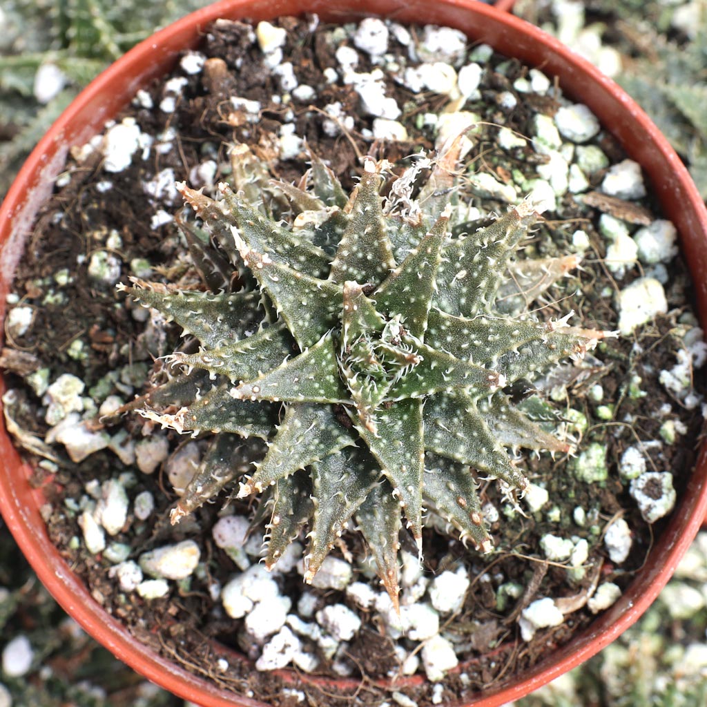 Aloe 'Pepe' [large] Questions & Answers