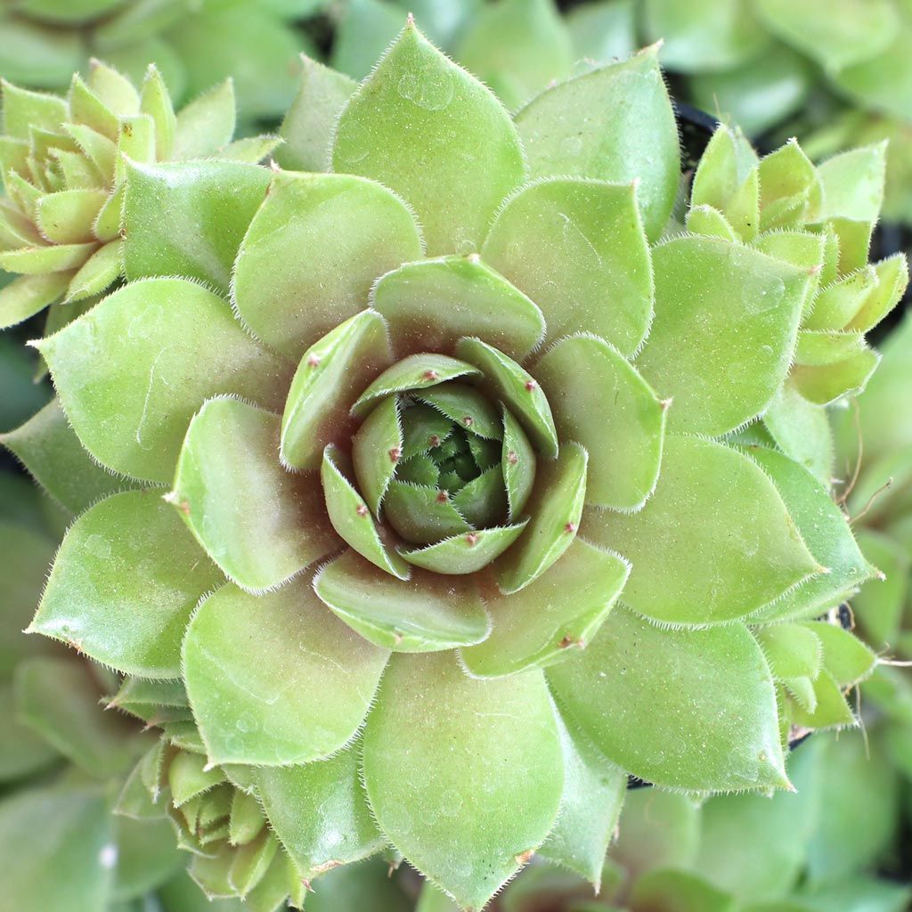 Sempervivum 'Saharasonne' [exclusive] Questions & Answers