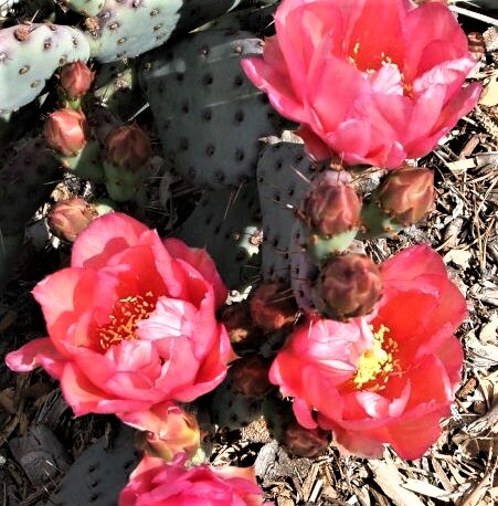 Opuntia 'Baby Rita' [5-6"] Questions & Answers