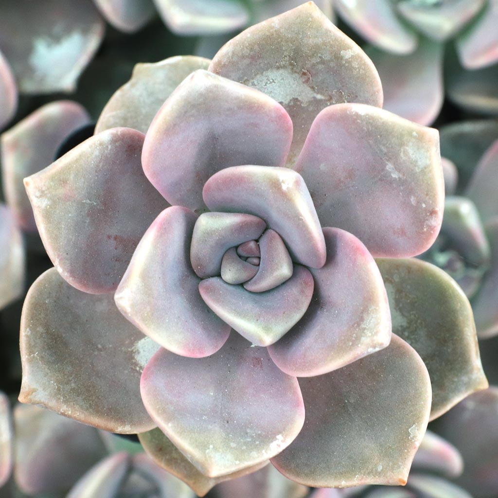 Graptopetalum 'Purple Delight' Questions & Answers