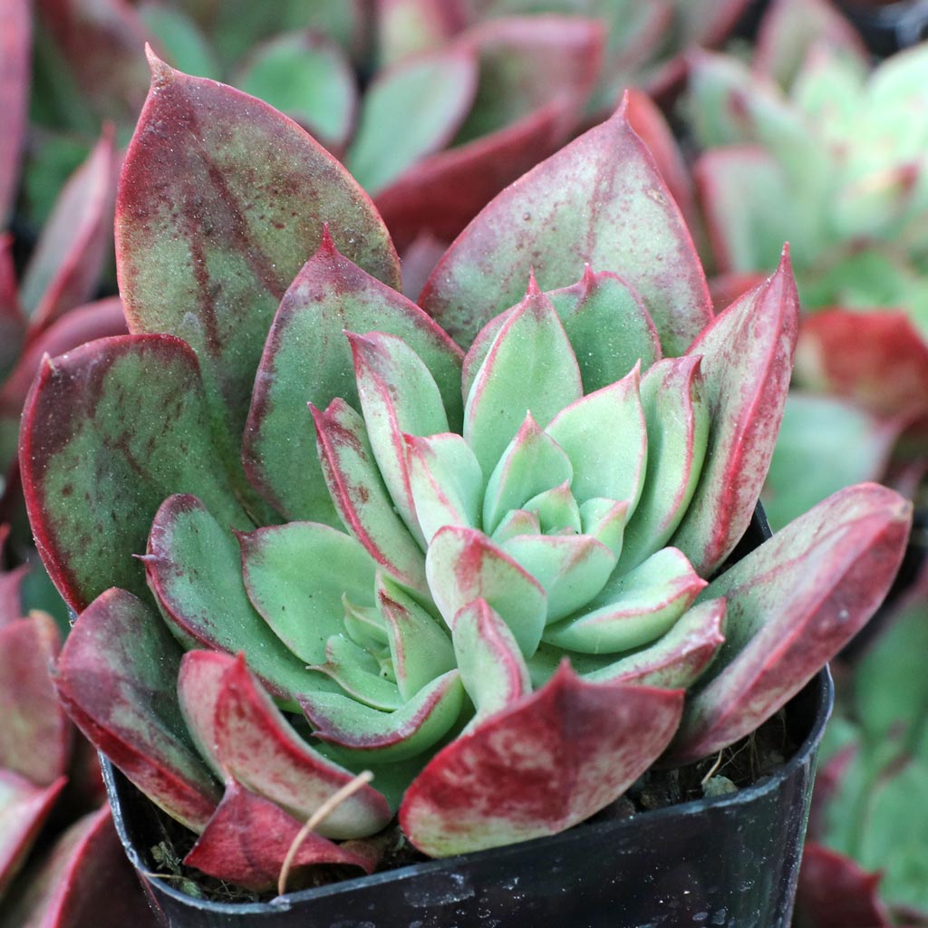 Echeveria 'Ana Lu' Questions & Answers