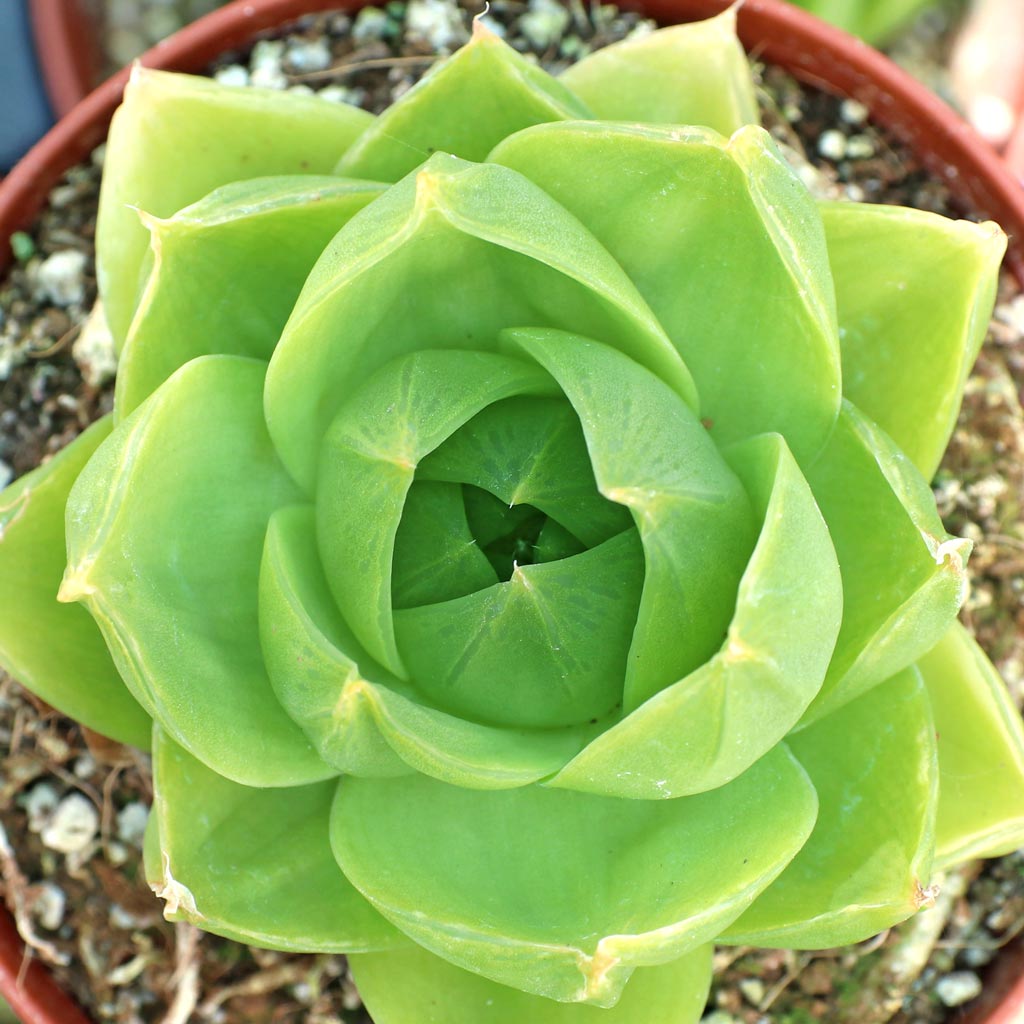 Haworthia cymbiformis var. ramosa [large] Questions & Answers