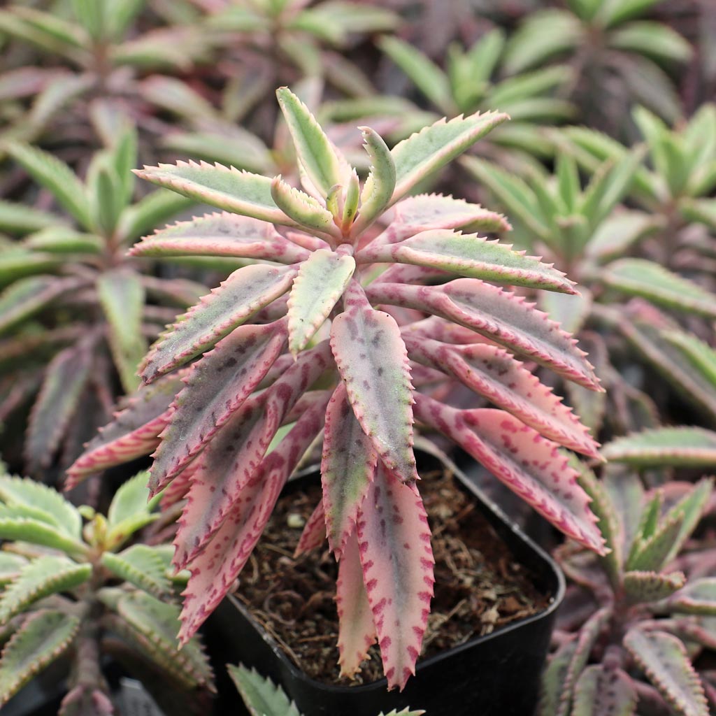 Do you have these in stock ,  kalanchoe pink butterflies - do you carry the mother of thousands