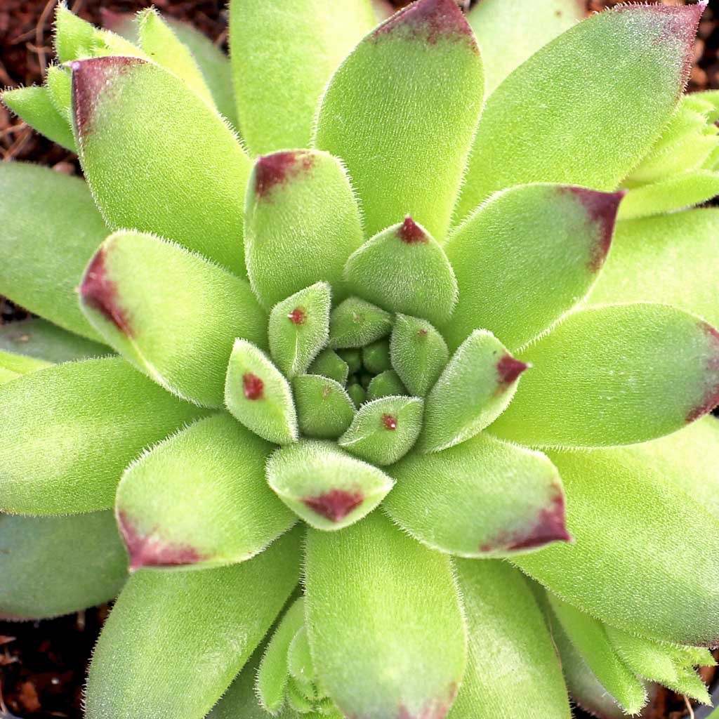 What are the typical size of your Sempervivums? Specifically the 'karola'?