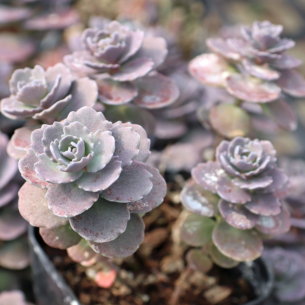 Sedum spurium 'Ayers Rock' Questions & Answers