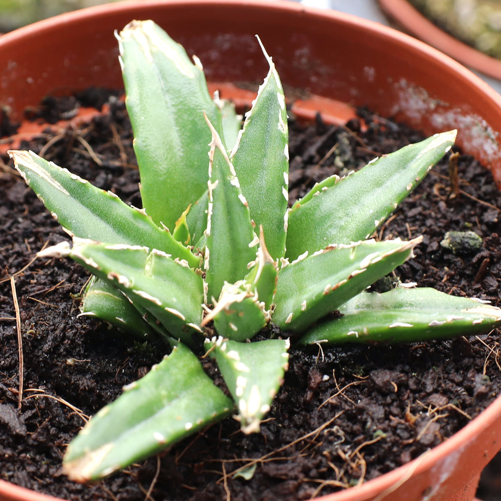 Agave victoriae-reginae.