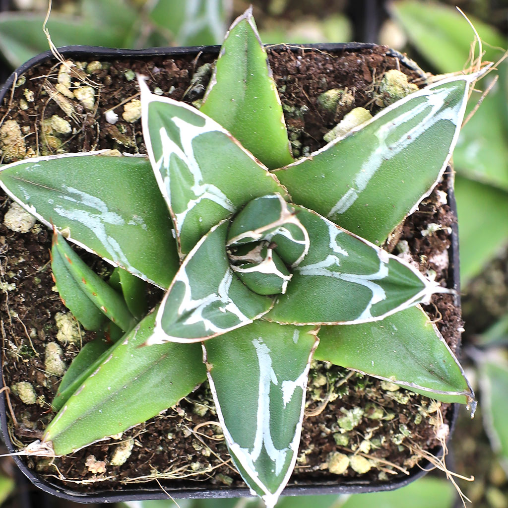 Hi! The Agave victoriae-reginae has photos of different plants. How can I order the round fuller leafy plant shown?