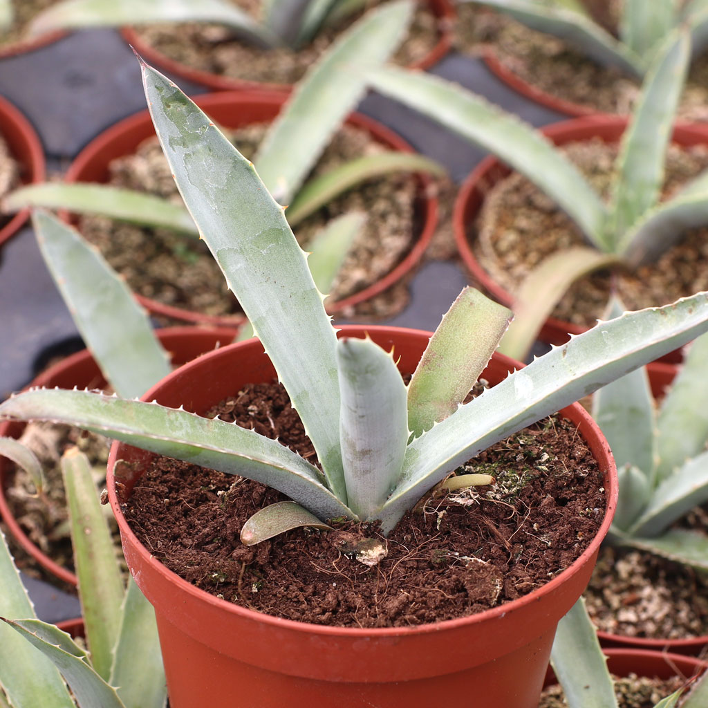 what agaves make up this hybrid?