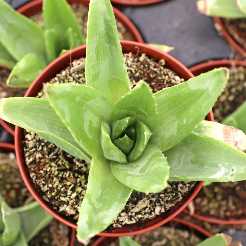 I have a 12” diameter spiral aloe....not really spiraling yet...what size pot should it be in?